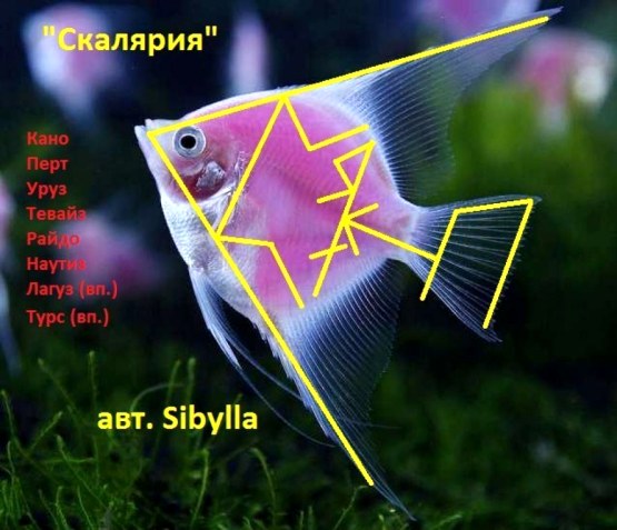  Став «Скалярия». Автор: Sibylla  